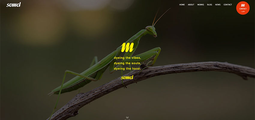 creative studio somel