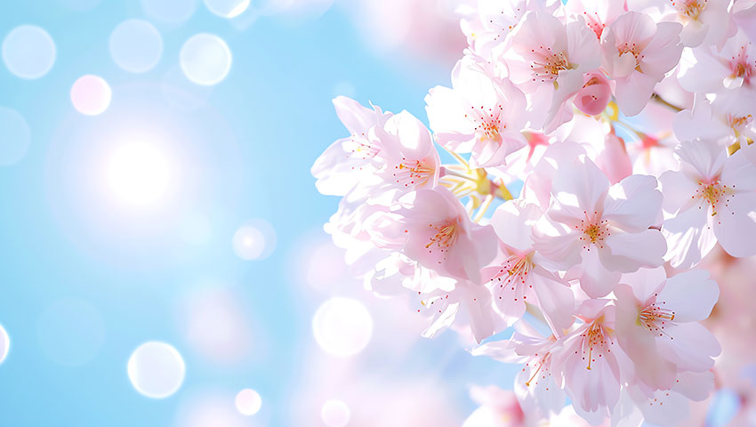 桜