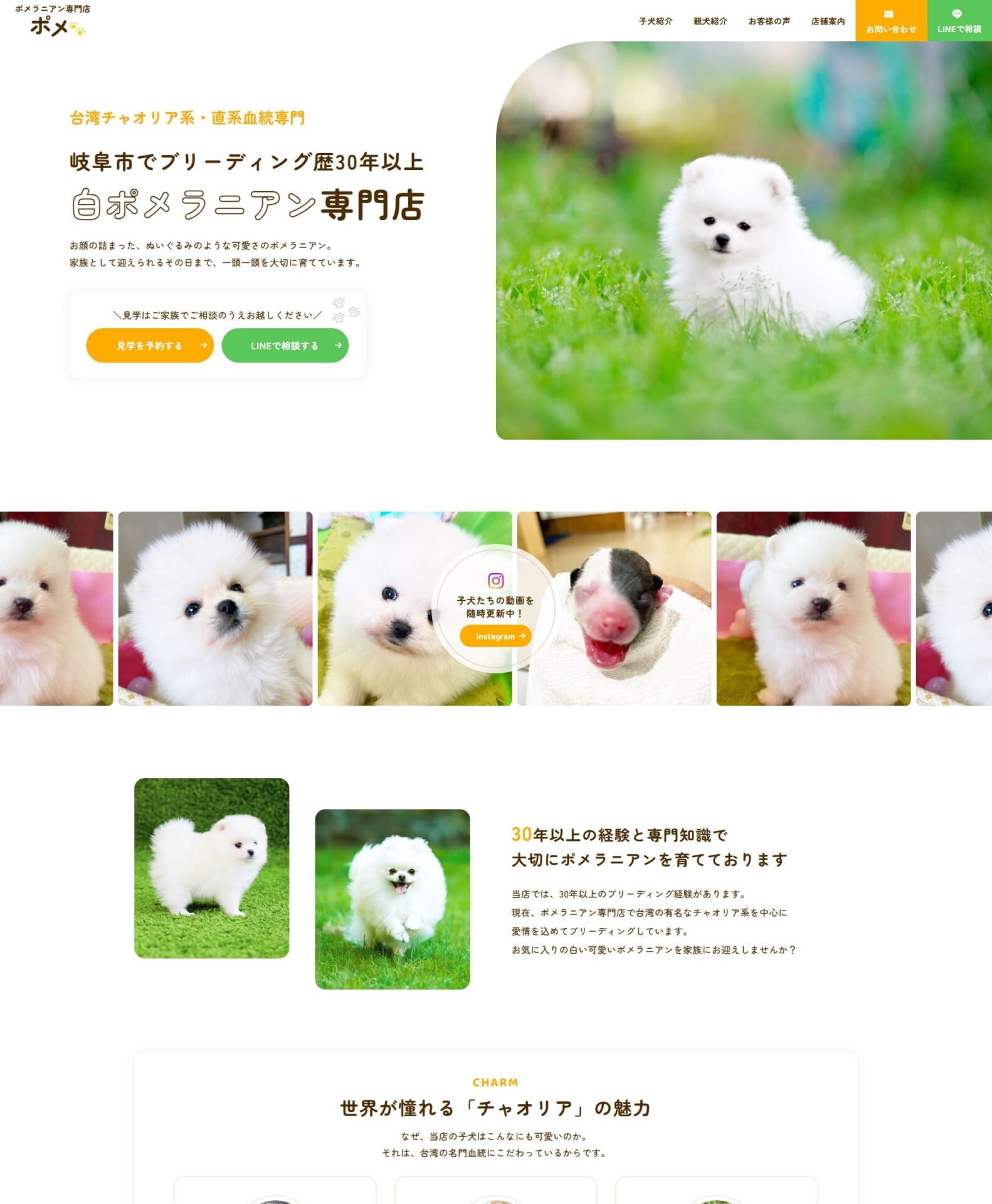 ポメラニアン専門店 ポメ様のホームページ
